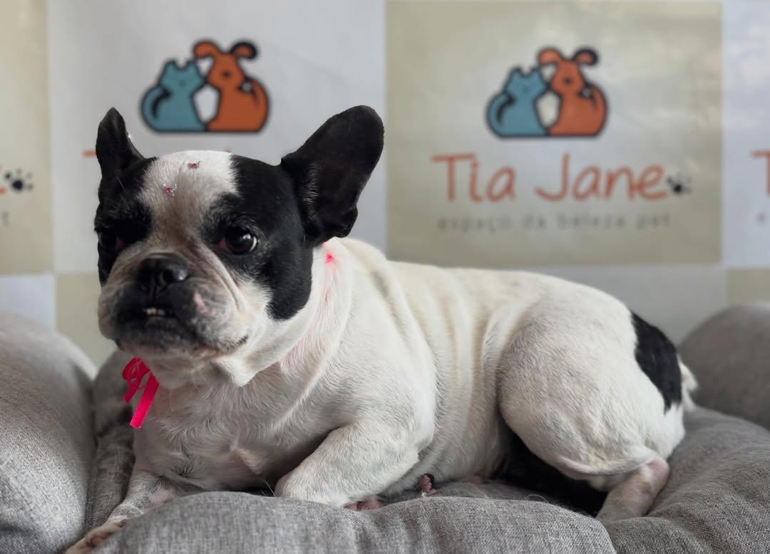 Pet atendido pela Tia Jane (foto 7)