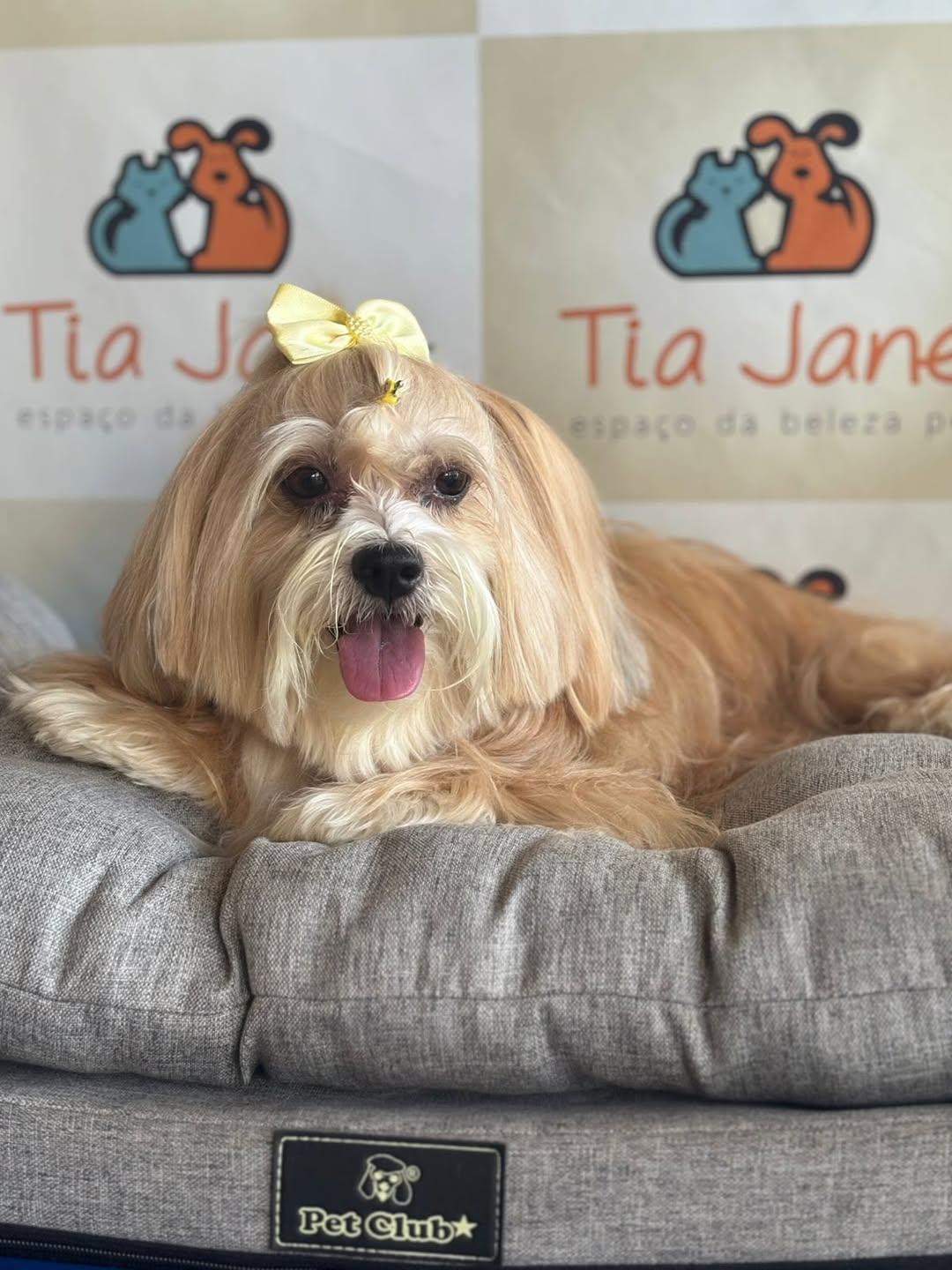 Pet atendido pela Tia Jane (foto 11)