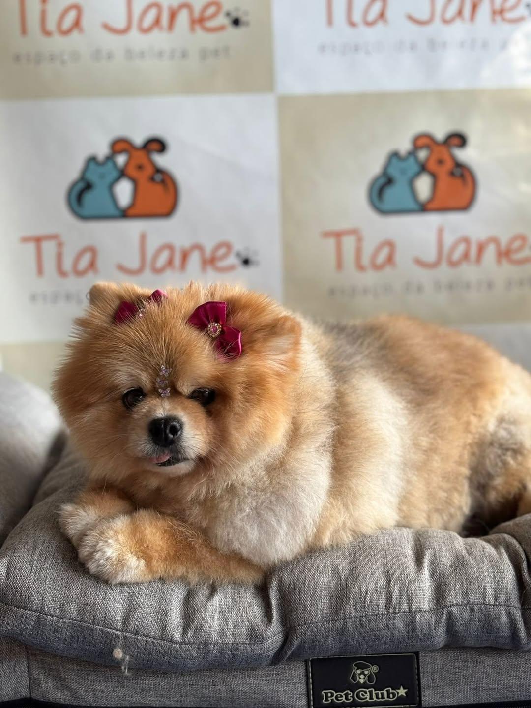 Pet atendido pela Tia Jane (foto 13)