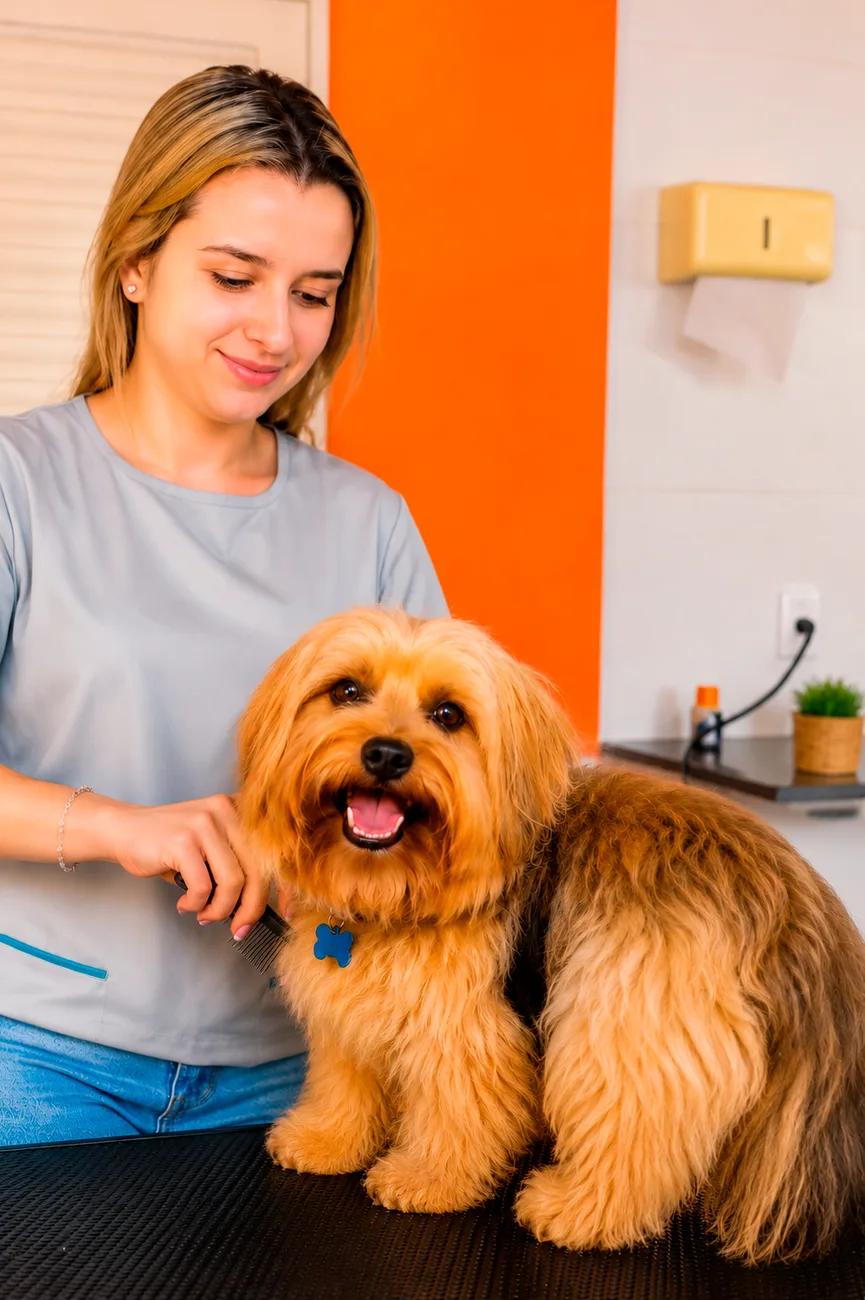 Colaboradora cuidando da tosa de um cão